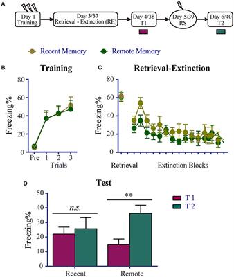 An Additional Prior Retrieval Alters the Effects of a Retrieval-Extinction Procedure on Recent and Remote Fear Memory